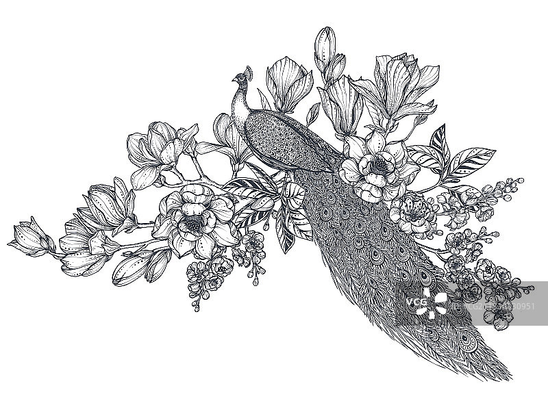 手绘孔雀花束涂鸦图片素材