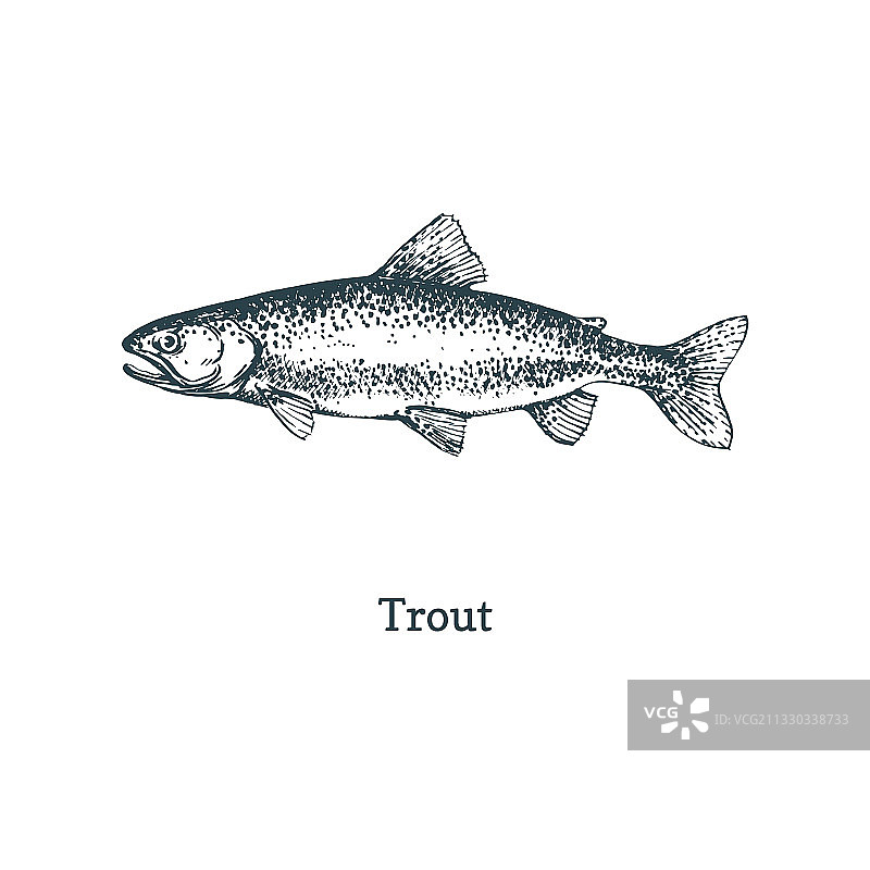鳟鱼素描图片素材