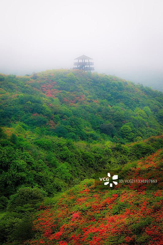 杜鹃花上的夕阳阁图片素材