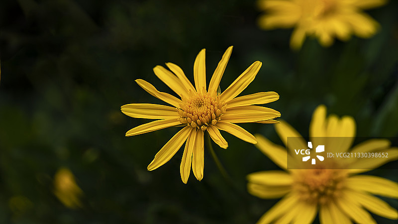 小雏菊的花语是纯洁而美好的爱、天真快乐，幸福如意。图片素材