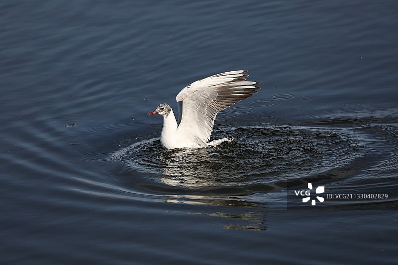 红嘴鸥图片素材