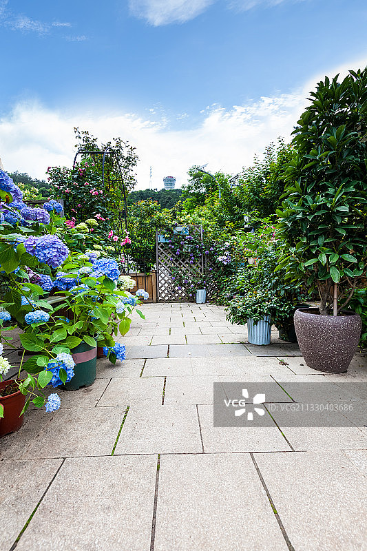 春天开满绣球花的院子图片素材