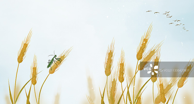 芒种中式横版插画图片素材