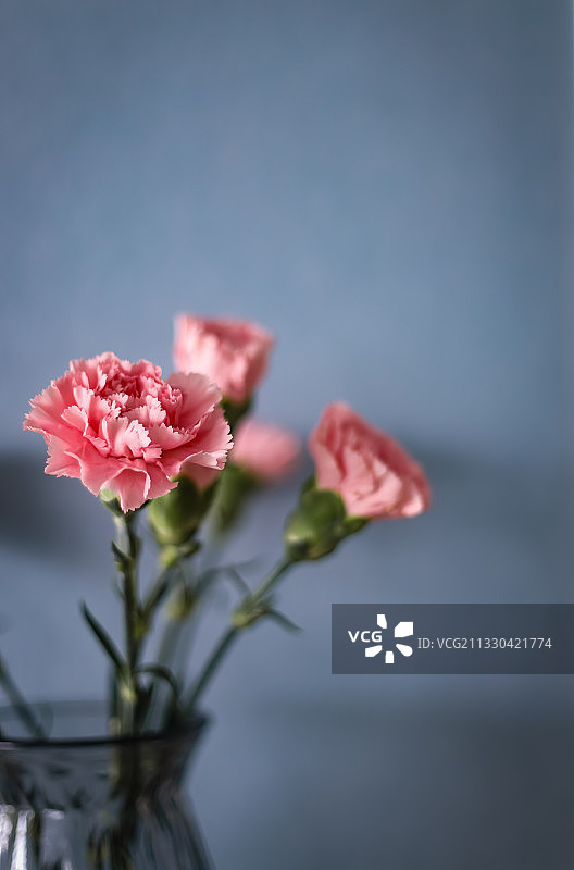 《无题》 康乃馨鲜花图片素材