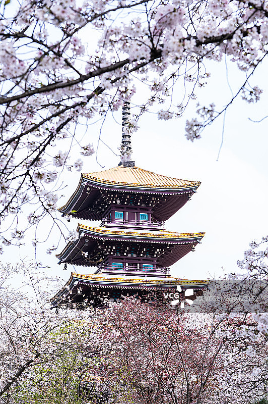 樱色塔图片素材