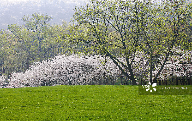 杭州西湖太子湾的春天图片素材