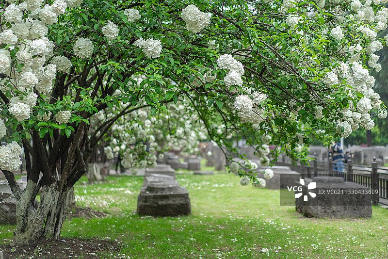 午朝门木绣球花开图片素材