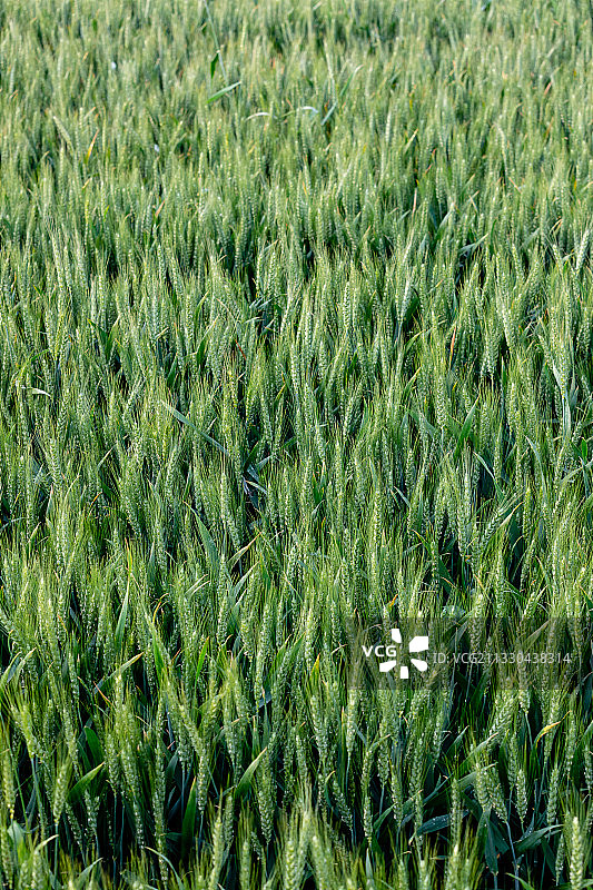 河南省濮阳市清丰县麦田、田园风光、农业图片素材