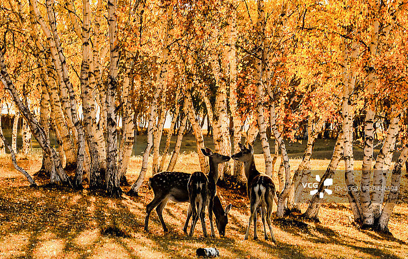 树林里的第三者图片素材