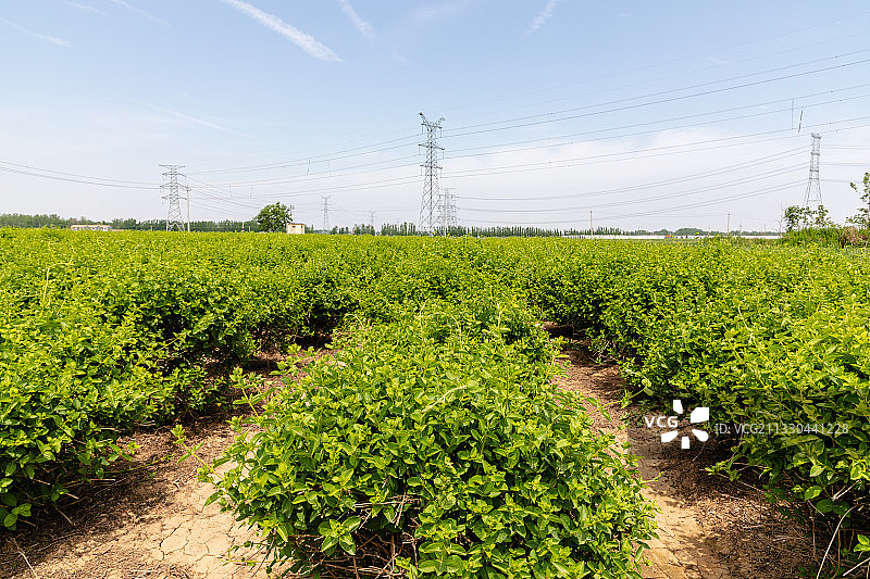 河南省濮阳市清丰县农田种植的金银花、忍冬、夏天、成长的金银花图片素材