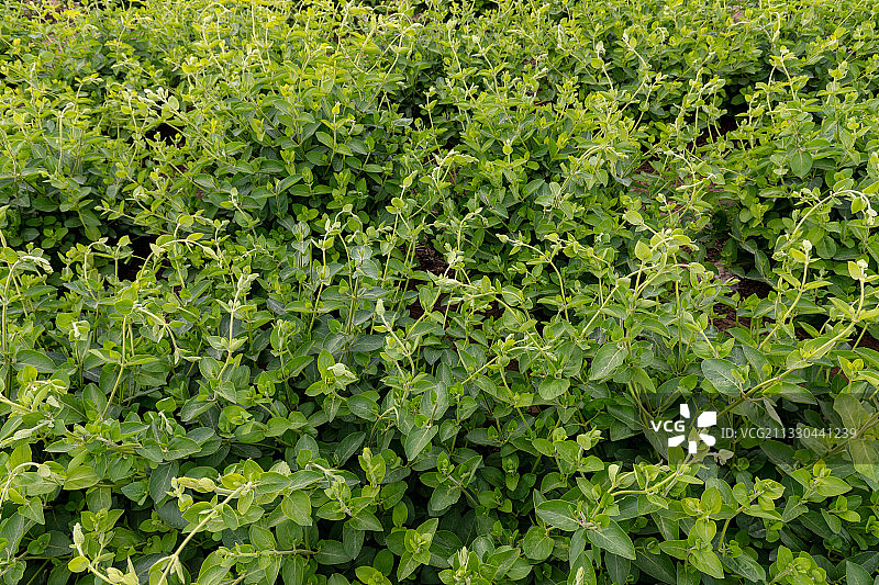 河南省濮阳市清丰县农田种植的金银花、忍冬、夏天、成长的金银花图片素材