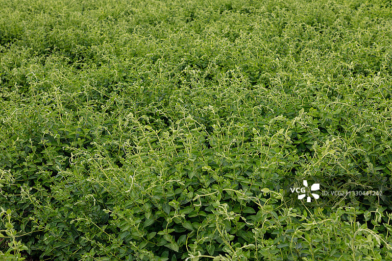 河南省濮阳市清丰县农田种植的金银花、忍冬、夏天、成长的金银花图片素材