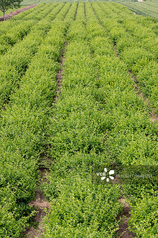 河南省濮阳市清丰县农田种植的金银花、忍冬、夏天、成长的金银花图片素材