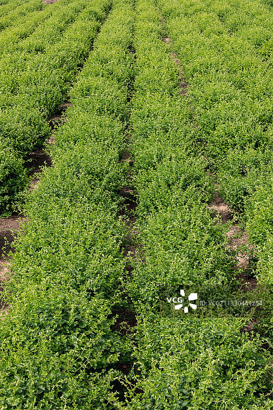 河南省濮阳市清丰县农田种植的金银花、忍冬、夏天、成长的金银花图片素材
