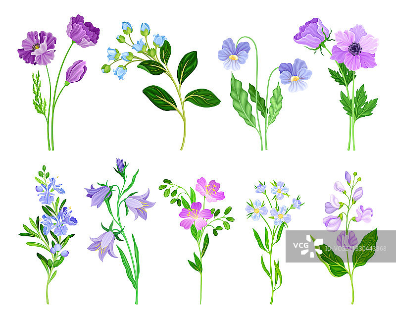 绿色茎上的蓝色和紫色花朵图片素材