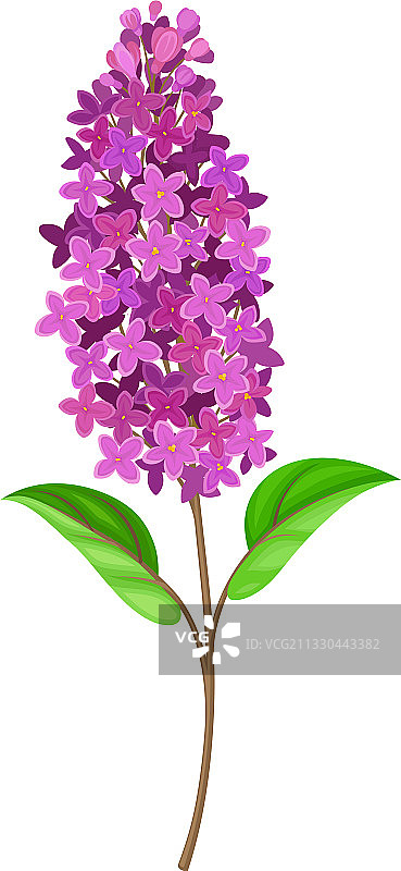 茎或梗上的紫色花簇图片素材