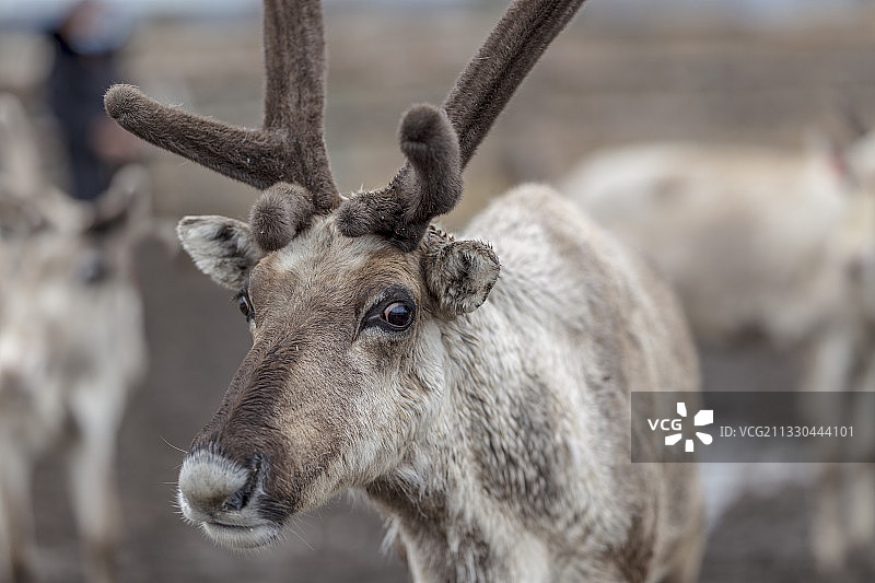 驯鹿，敖鲁古雅驯鹿。图片素材