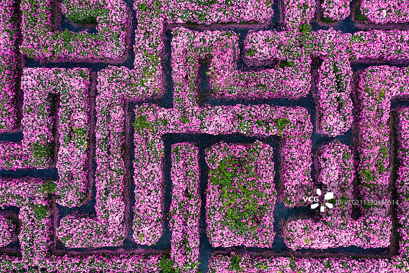 河南郑州黄河岸边漫花里蔷薇月季玫瑰花海迷宫春季户外风光航拍图片素材