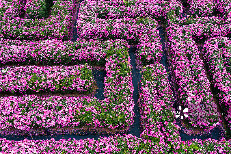 河南郑州黄河岸边漫花里蔷薇月季玫瑰花海迷宫春季户外风光航拍图片素材