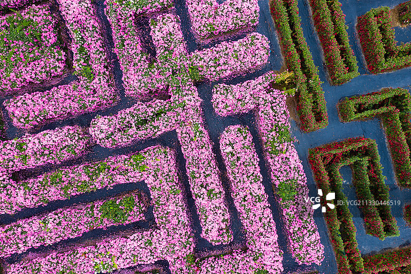 河南郑州黄河岸边漫花里蔷薇月季玫瑰花海迷宫春季户外风光航拍图片素材