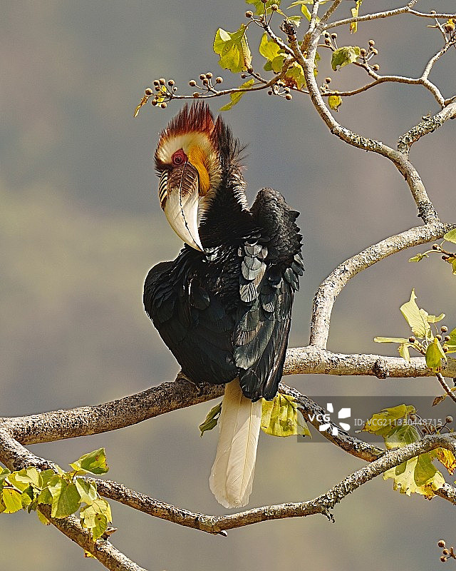 花冠皱盔犀鸟图片素材