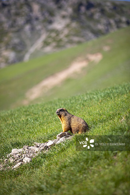 草原上一只土拨鼠图片素材