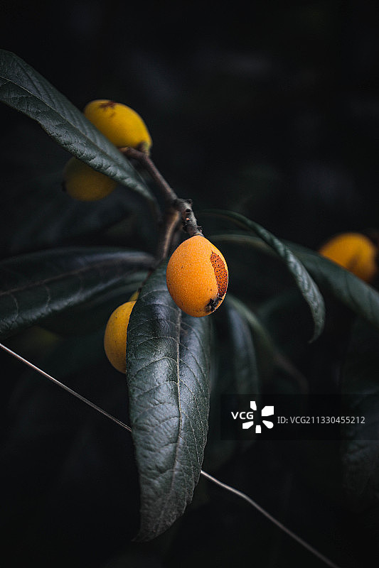 雨后枇杷图片素材