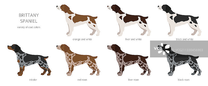 布列塔尼猎犬剪贴画不同姿势合集图片素材
