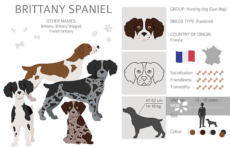 布列塔尼猎犬剪贴画不同姿势合集图片素材