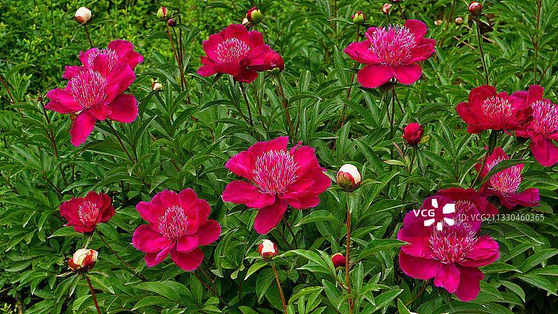 芍药花3图片素材