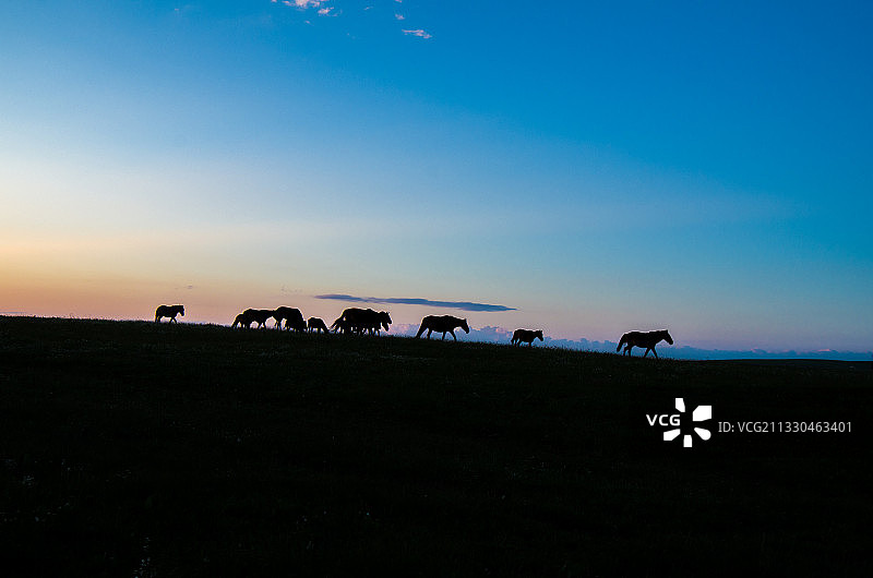 新疆伊犁喀拉峻草原黄昏马群剪影图片素材