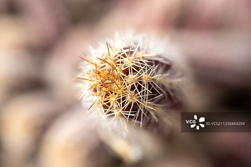 微距仙人掌刺图片素材