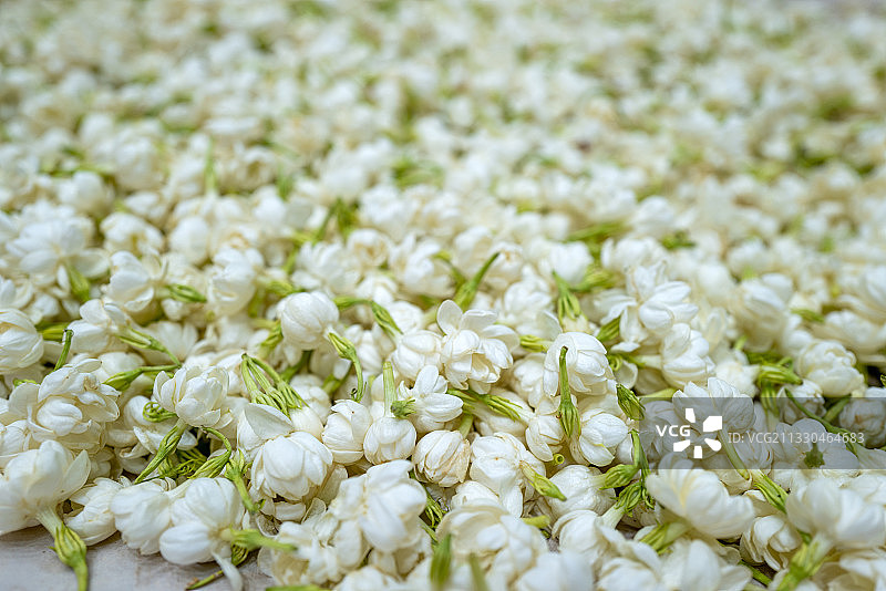 茉莉花图片素材