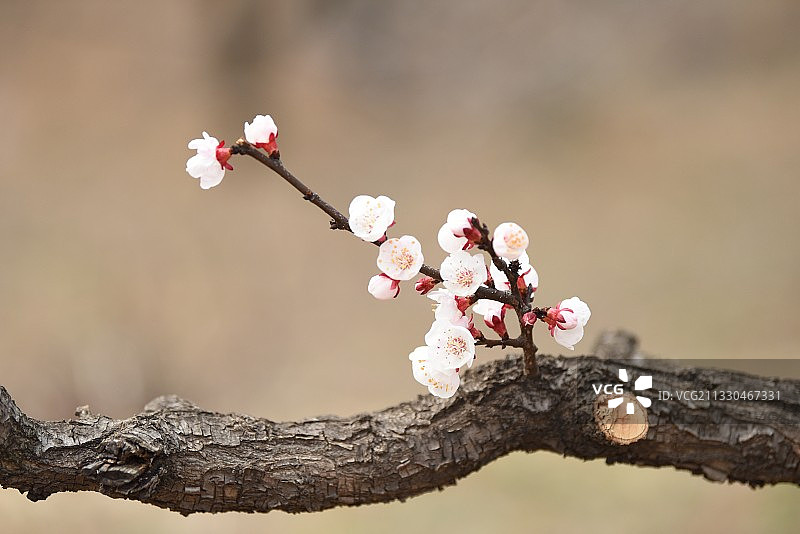 杏花02图片素材