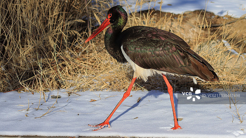 一只黑鹳行走在雪地上图片素材