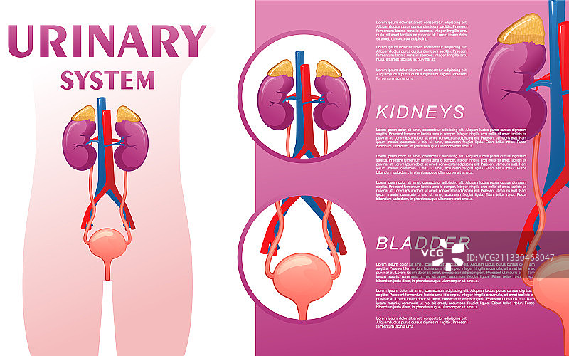人类泌尿系统示意图图片素材