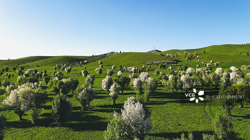 新源萨哈野苹果林航拍风景图图片素材