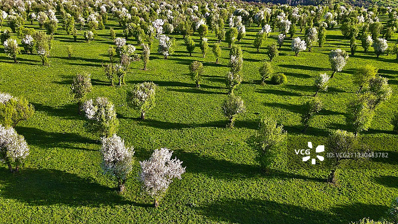 新源萨哈野苹果林航拍风景图图片素材