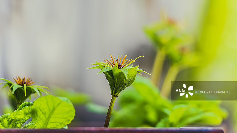 种值成长中的云南重楼图片素材