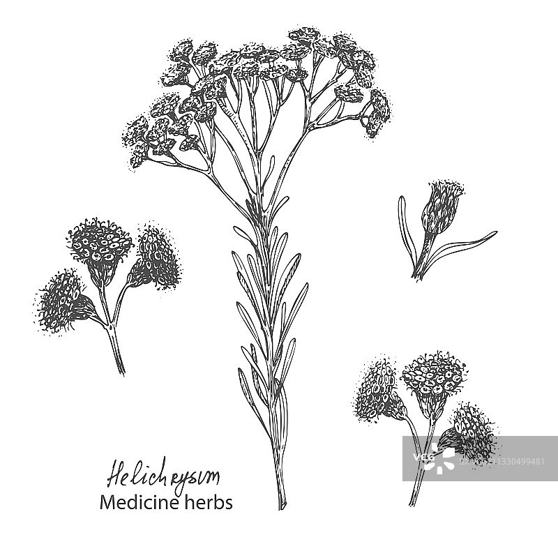 手绘蜡菊图案集合图片素材