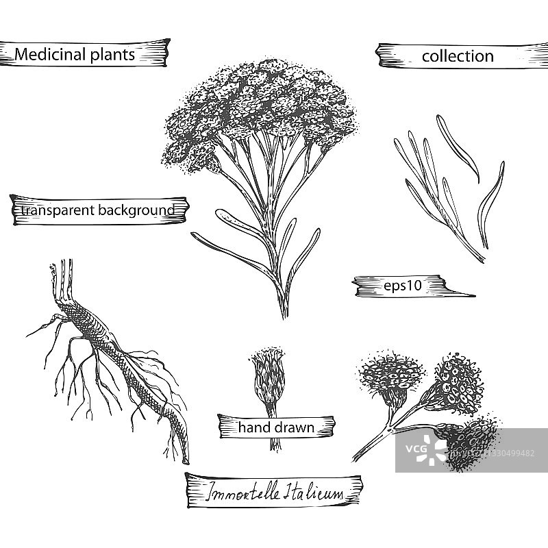 手绘蜡菊图案集合图片素材