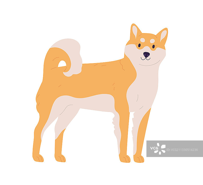 友善的日本犬秋田犬或柴犬图片素材