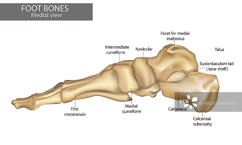 足部骨骼内侧视图图图片素材