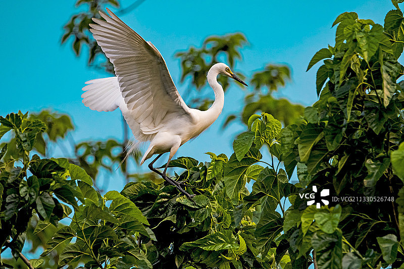 我爱祖国的蓝天图片素材