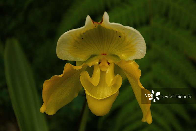 杏黄兜兰图片素材