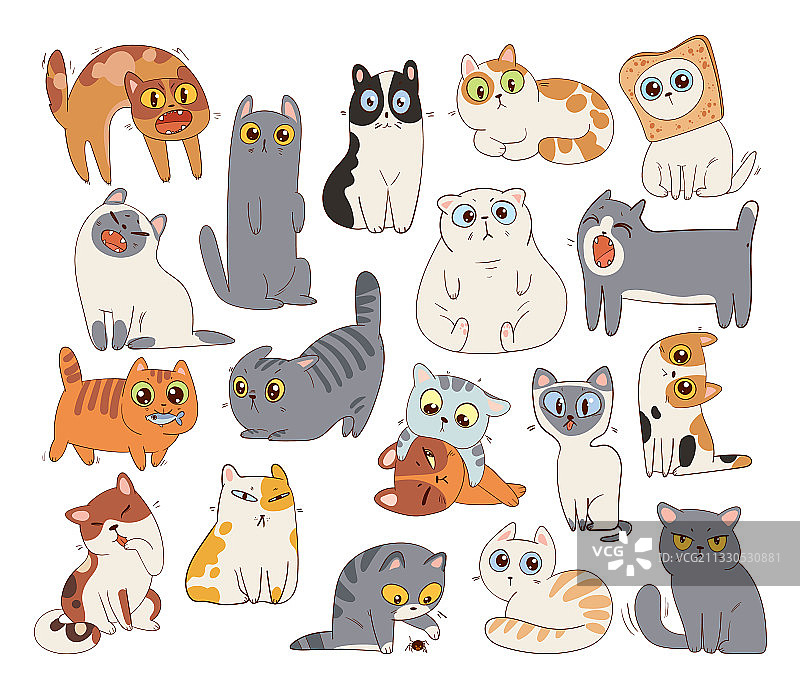 各种猫的品种素材图片素材