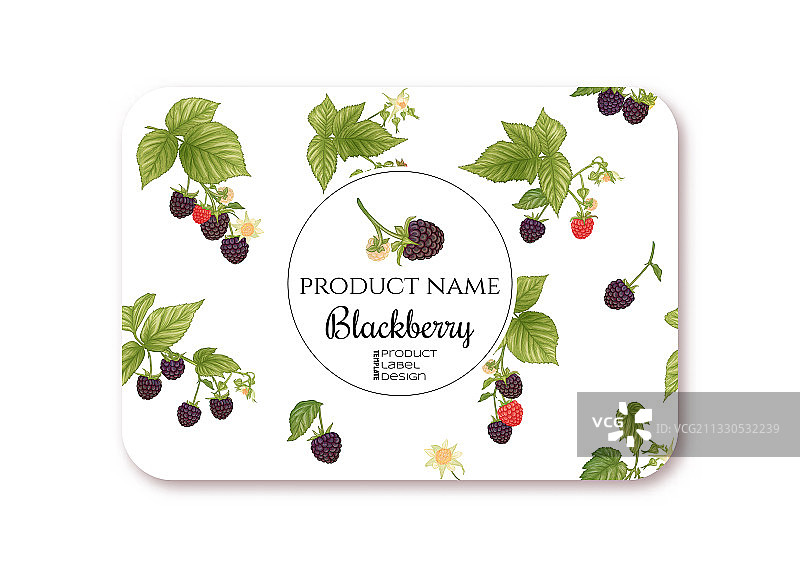 黑莓枝头成熟浆果模板图片素材