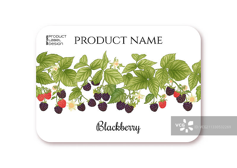 黑莓枝头成熟浆果模板图片素材