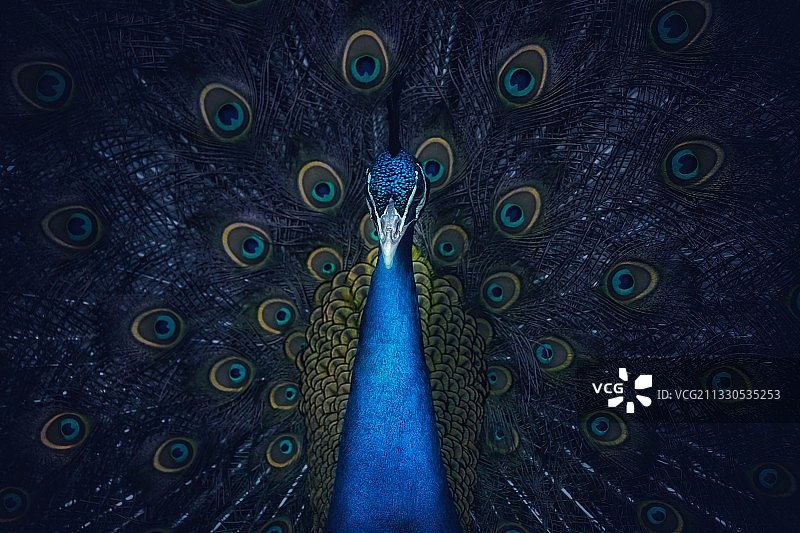 特写的孔雀图片素材