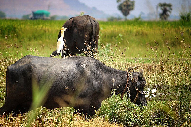 维杰亚瓦达，安得拉邦，印度，田野上的水牛侧面影像图片素材